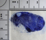 Coomassie Blue